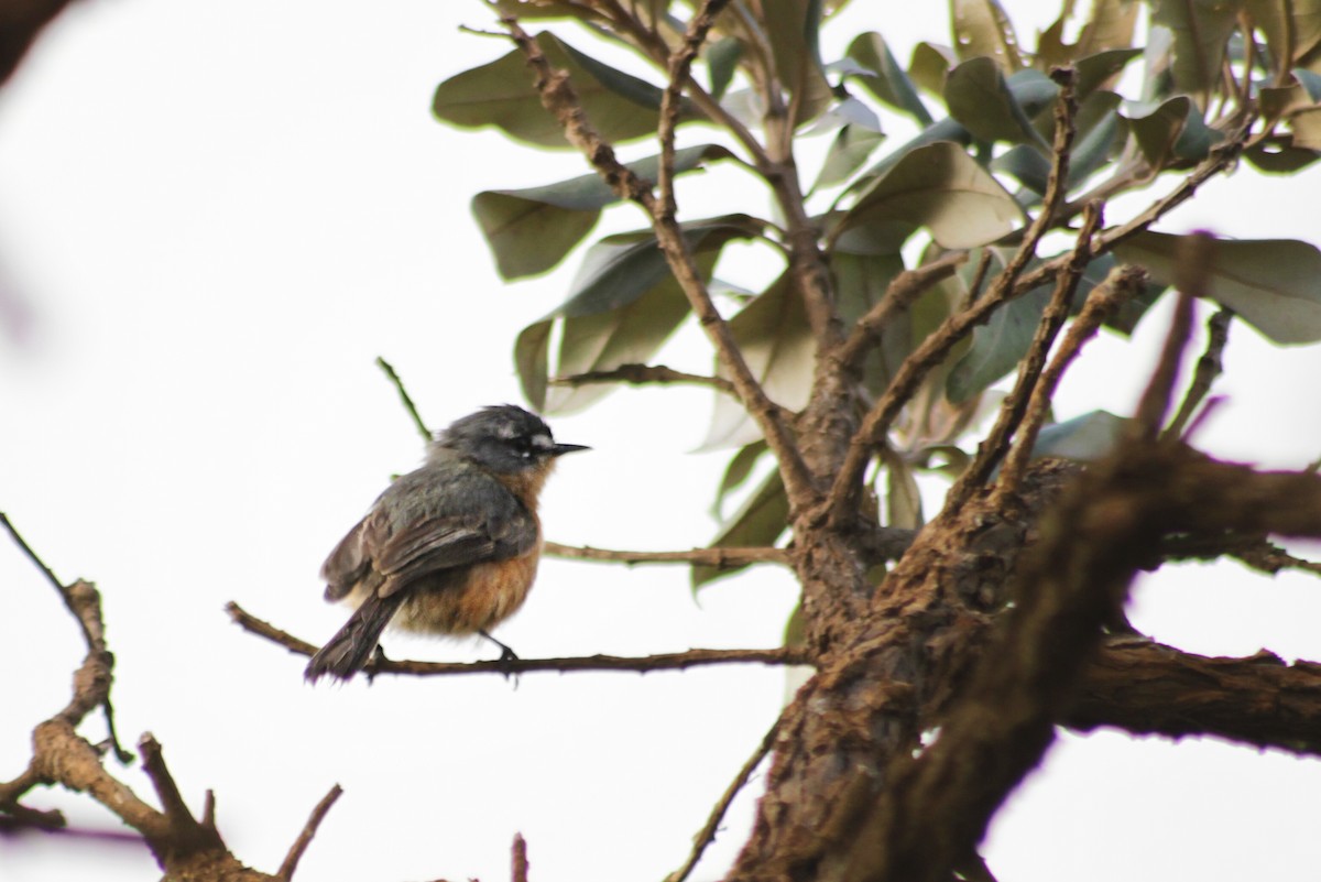 Tachurí Gris - ML613772747