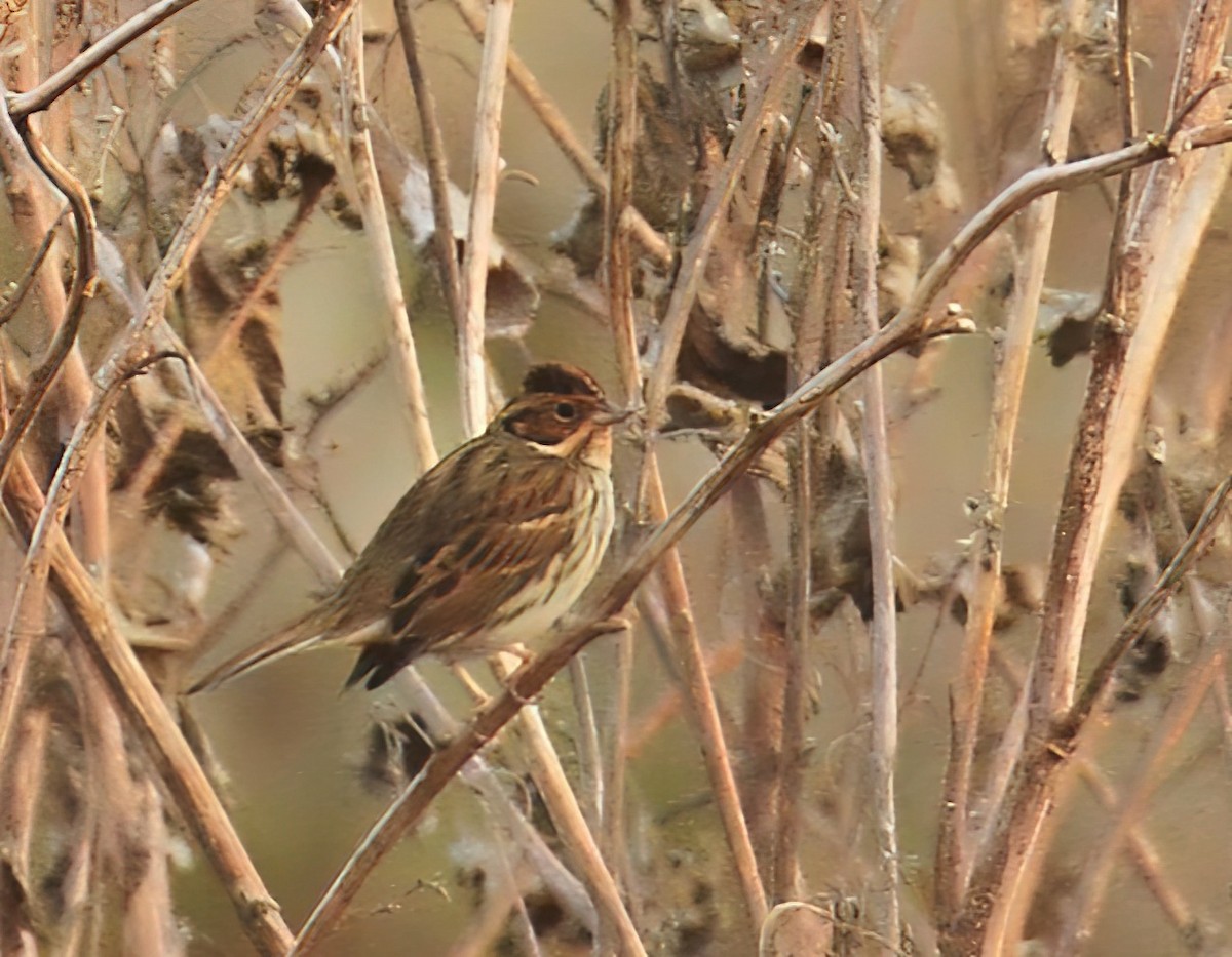 Little Bunting - Marta Ibáñez