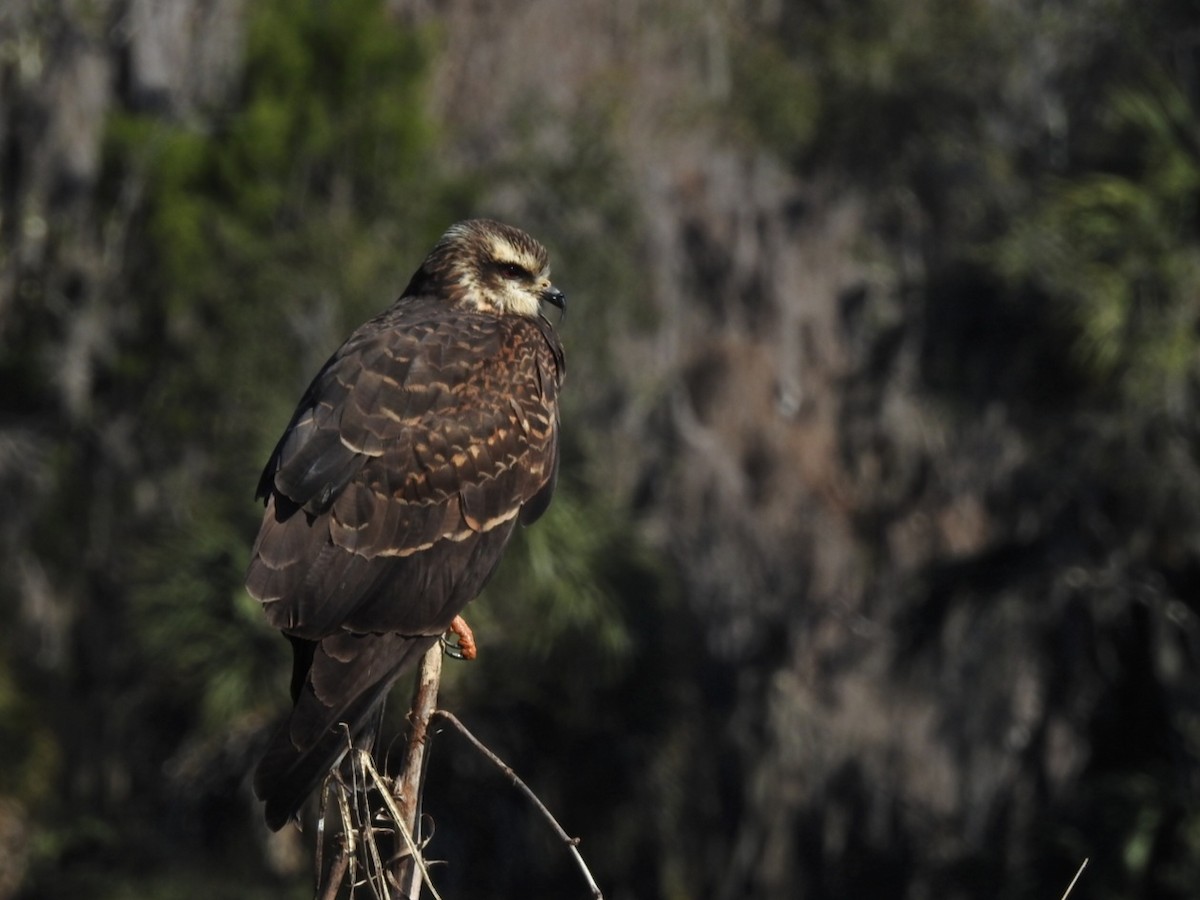 Snail Kite - ML613772759