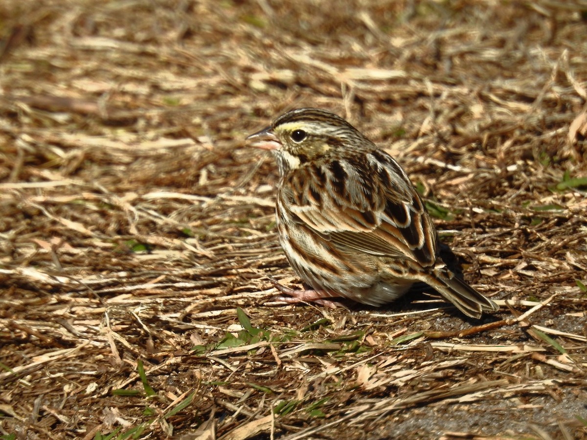 Savannah Sparrow - ML613772770