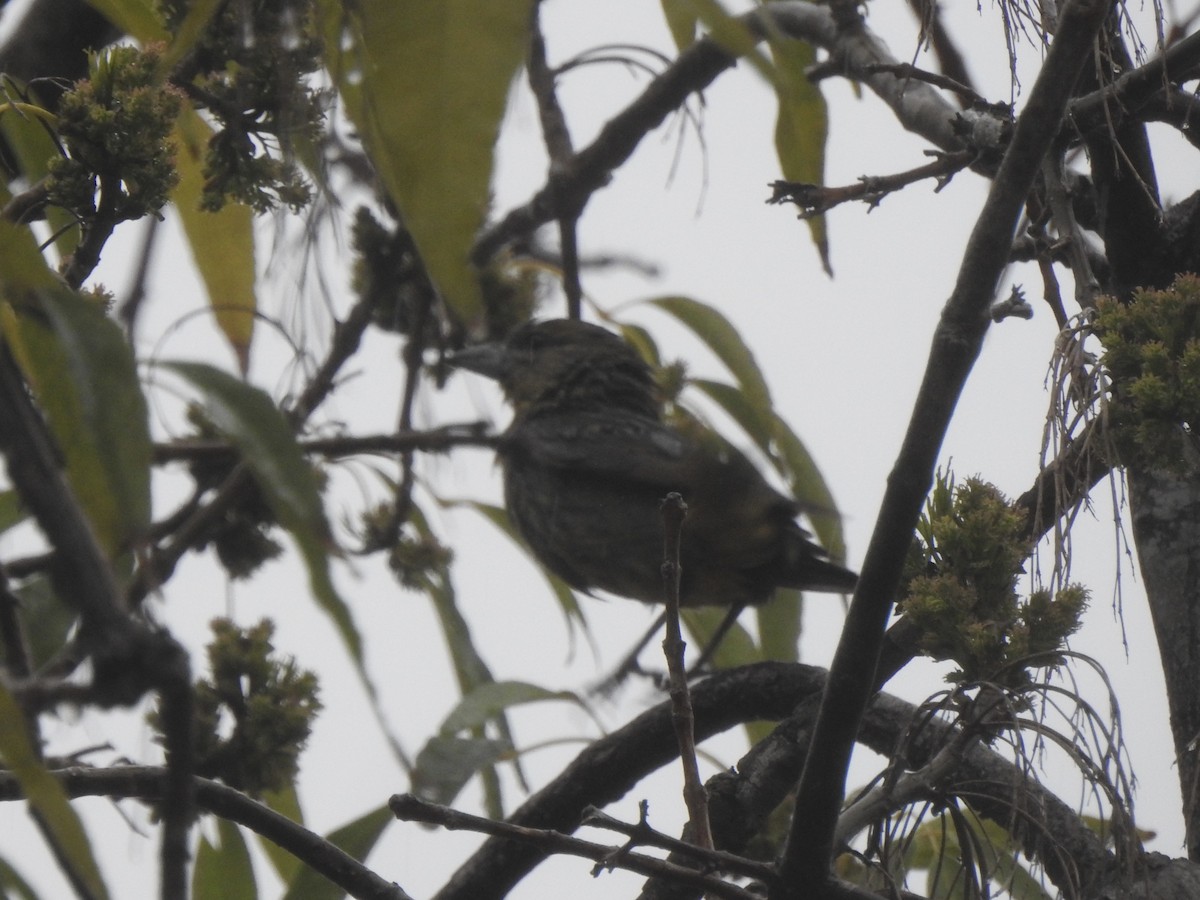 Hepatic Tanager - Alex Henry