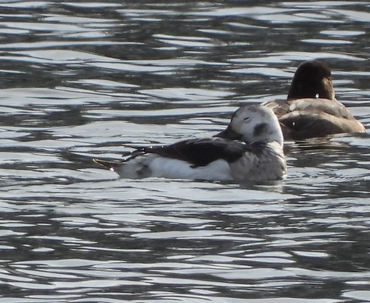 Long-tailed Duck - ML613772890