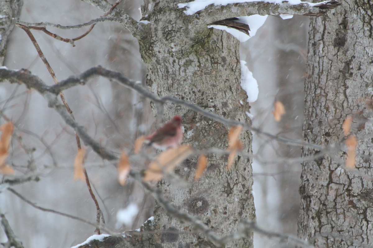 Purple Finch - ML613772938