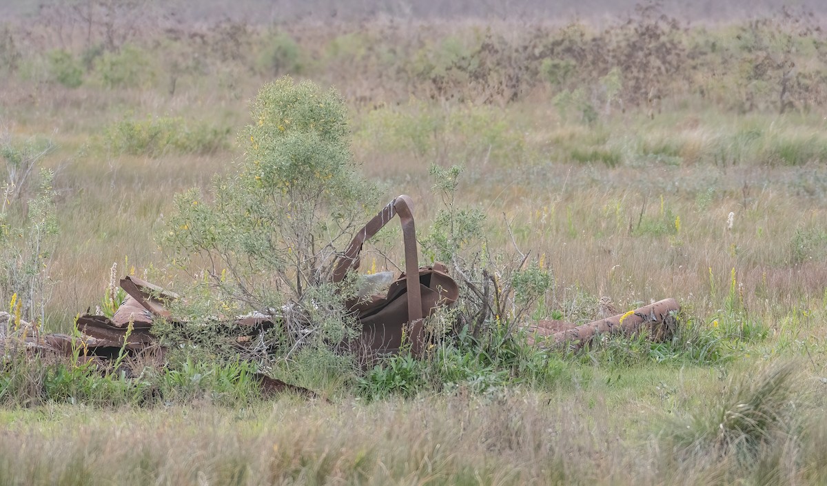 Burrowing Owl - ML613772951