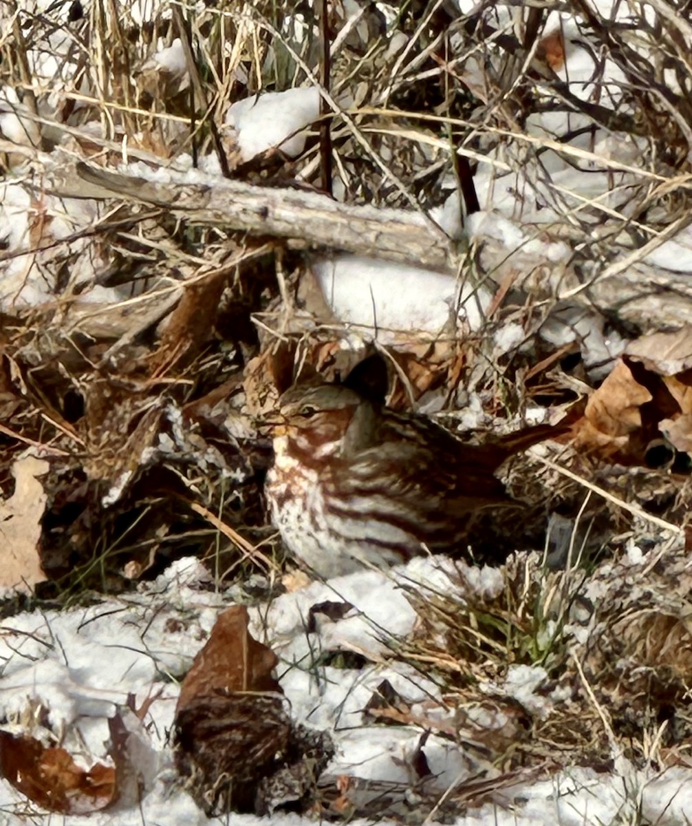 Fox Sparrow - ML613772978