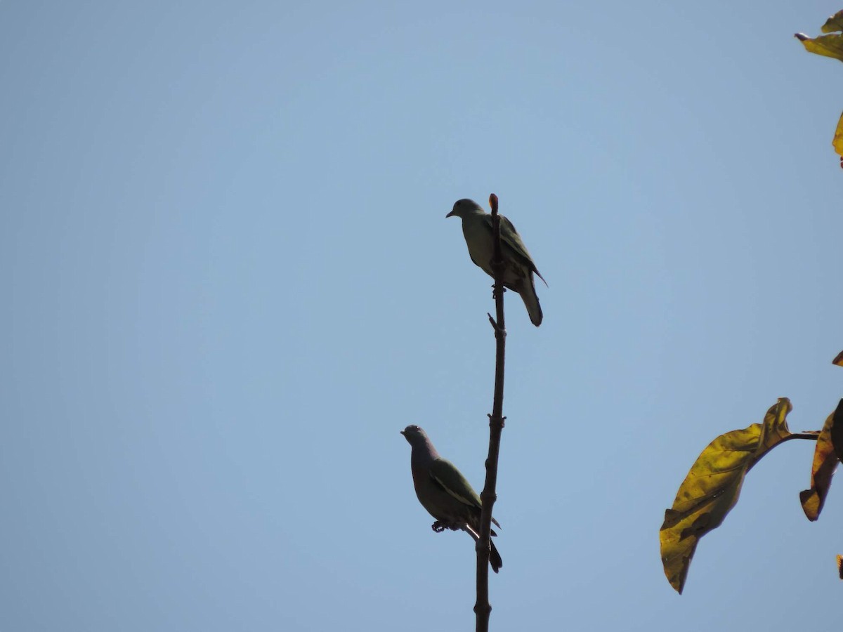 Pink-necked Green-Pigeon - Radek Nesvačil