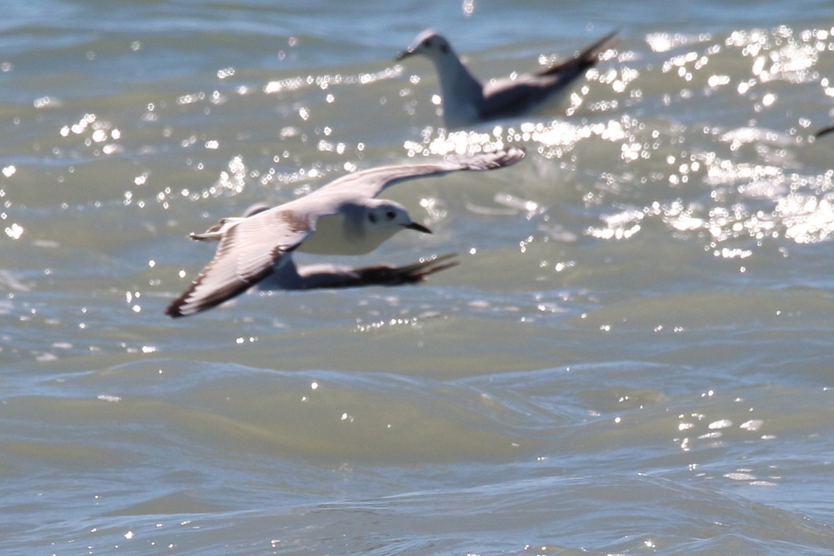 Bonaparte's Gull - ML613773042