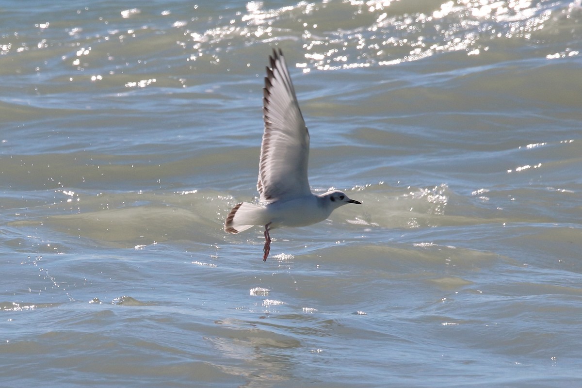 Bonaparte's Gull - ML613773043