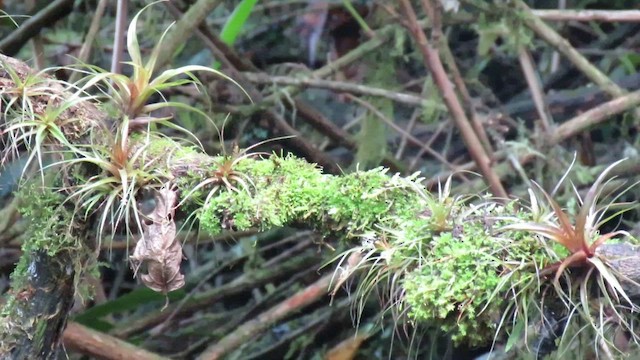 Equatorial Antpitta - ML613773046