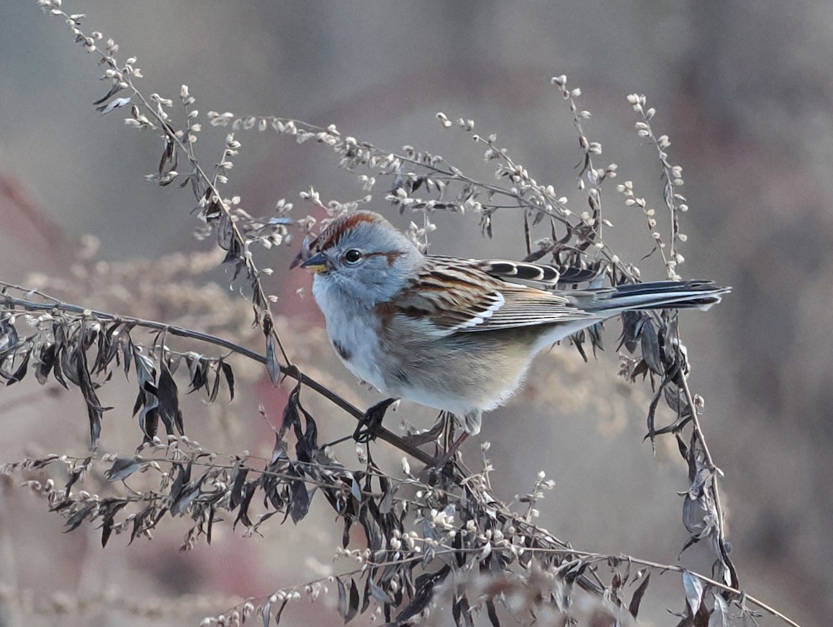 American Tree Sparrow - ML613773100