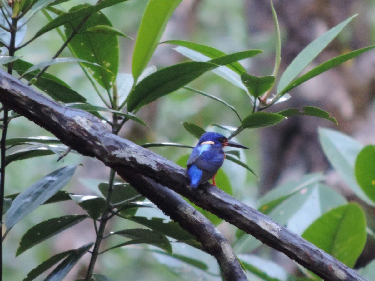 Blue-eared Kingfisher - Radek Nesvačil