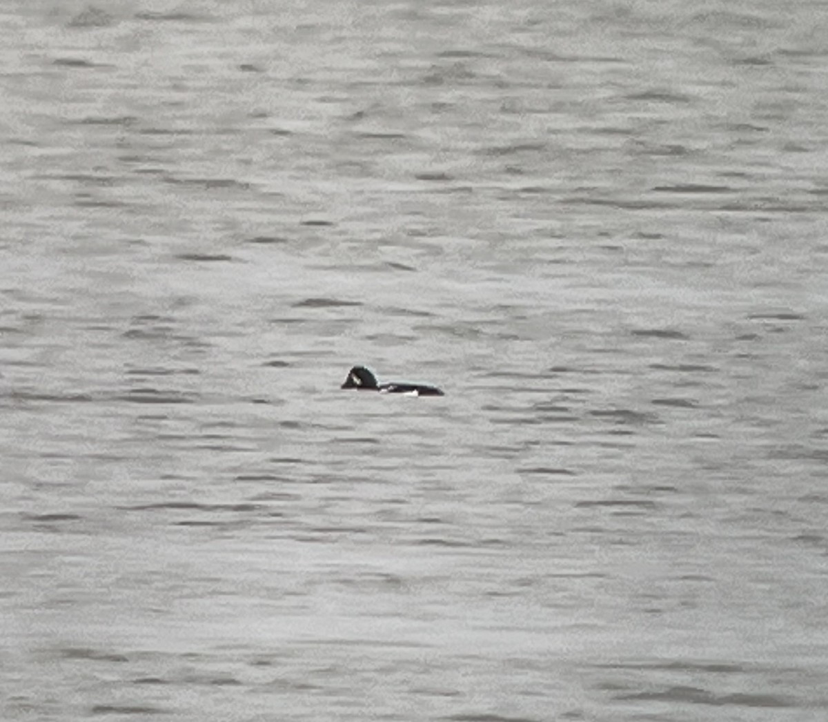 Barrow's Goldeneye - ML613773363