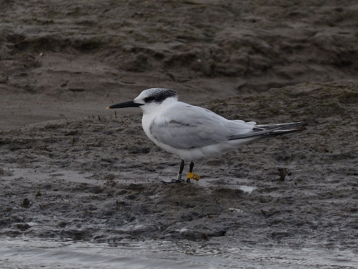 Sandwich Tern - ML613773435