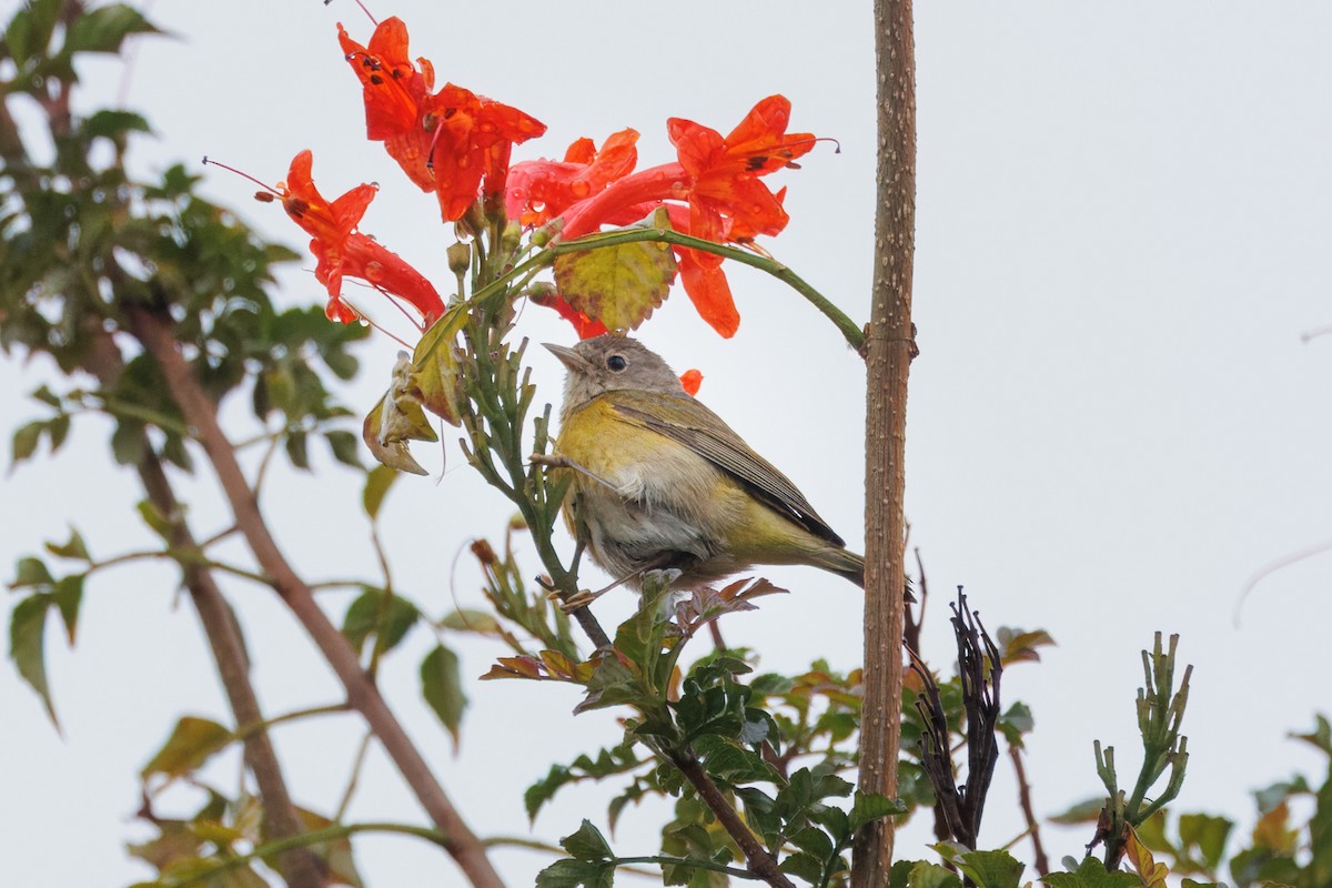 Nashville Warbler - John Callender