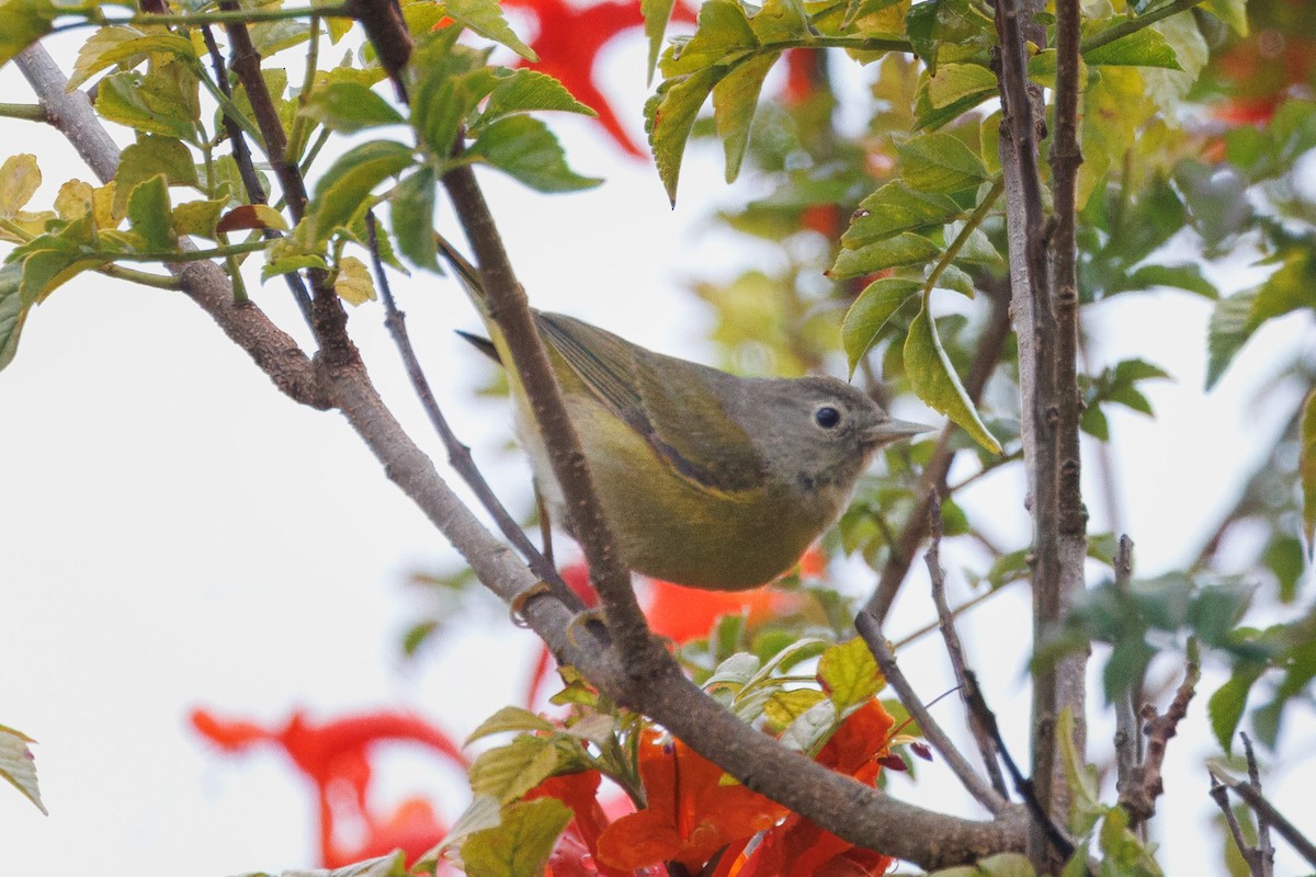 Nashville Warbler - John Callender