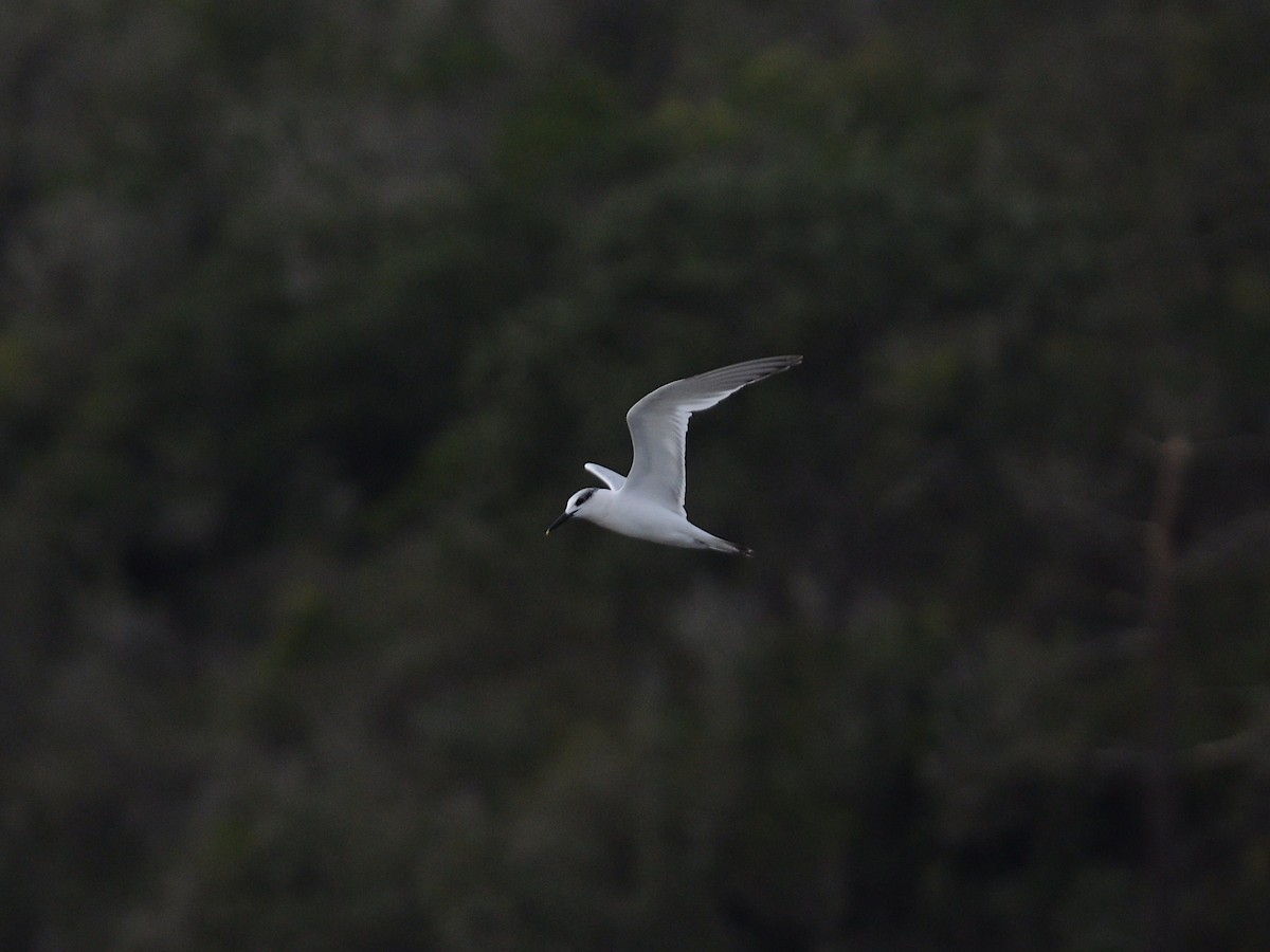 Sandwich Tern - ML613773494