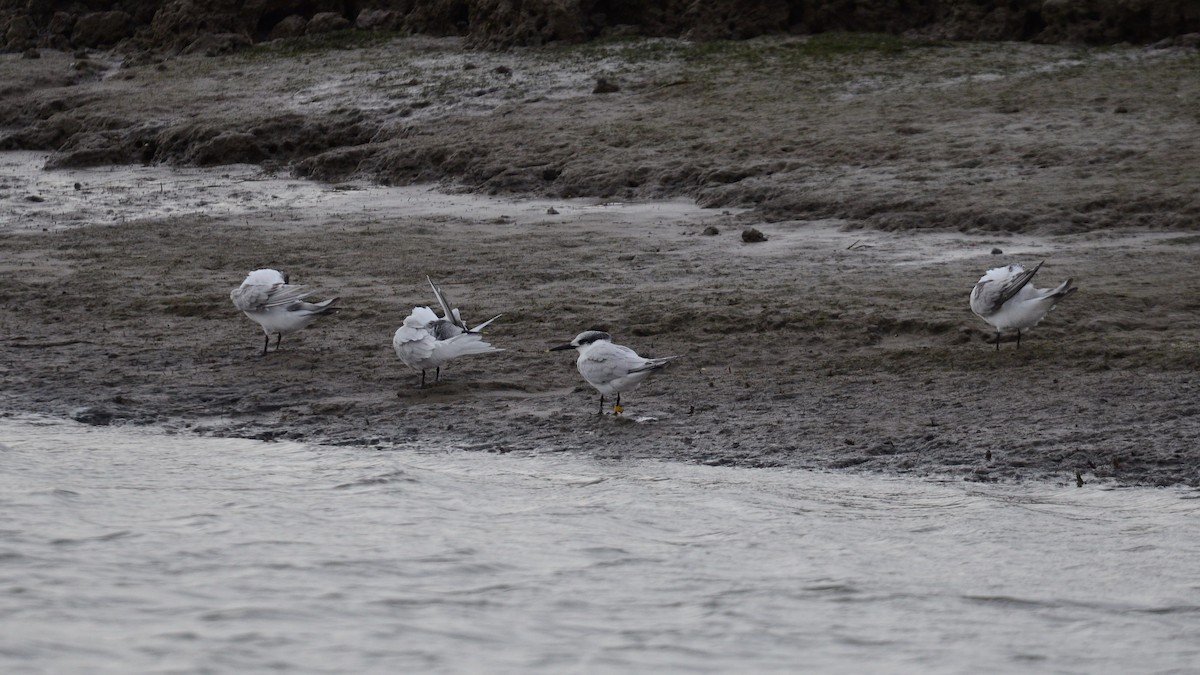 Sandwich Tern - ML613773518