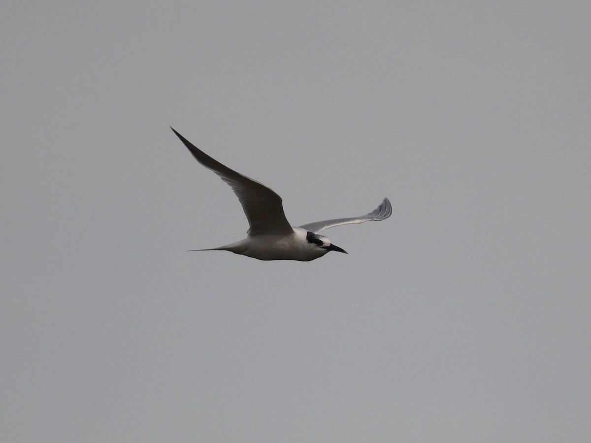 Sandwich Tern - ML613773519