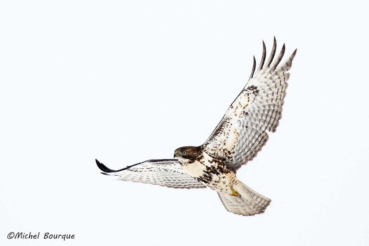 Red-tailed Hawk - Michel Bourque