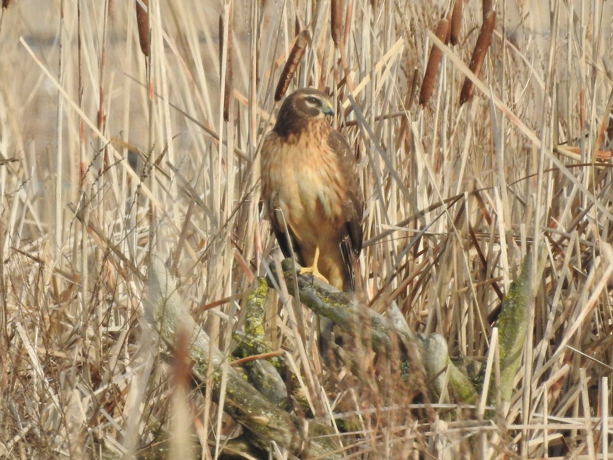 Northern Harrier - ML613773528