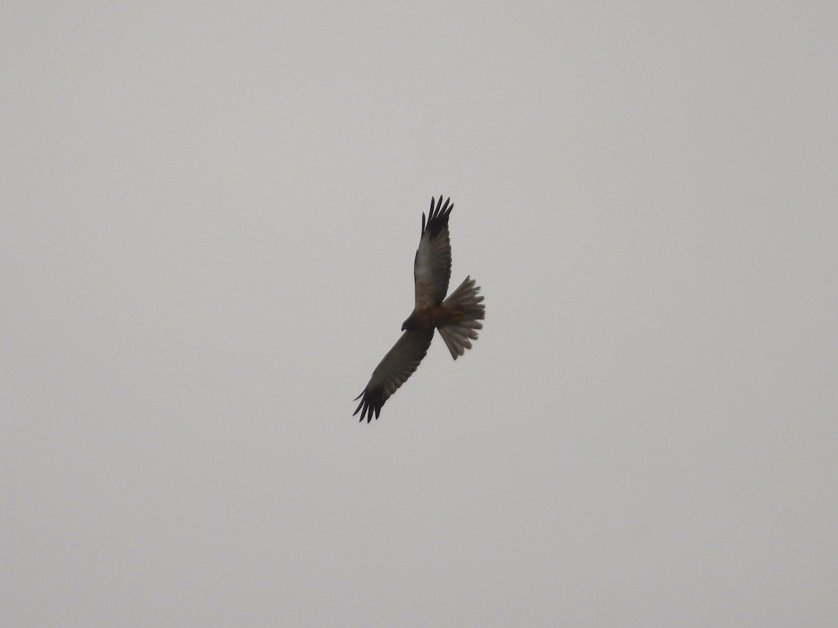 Western Marsh Harrier - ML613773536