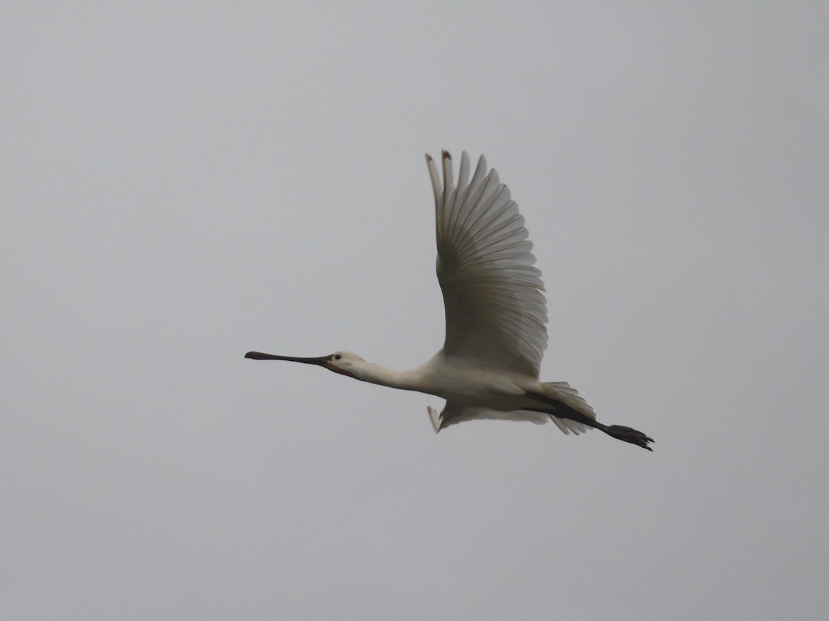 Eurasian Spoonbill - ML613773552