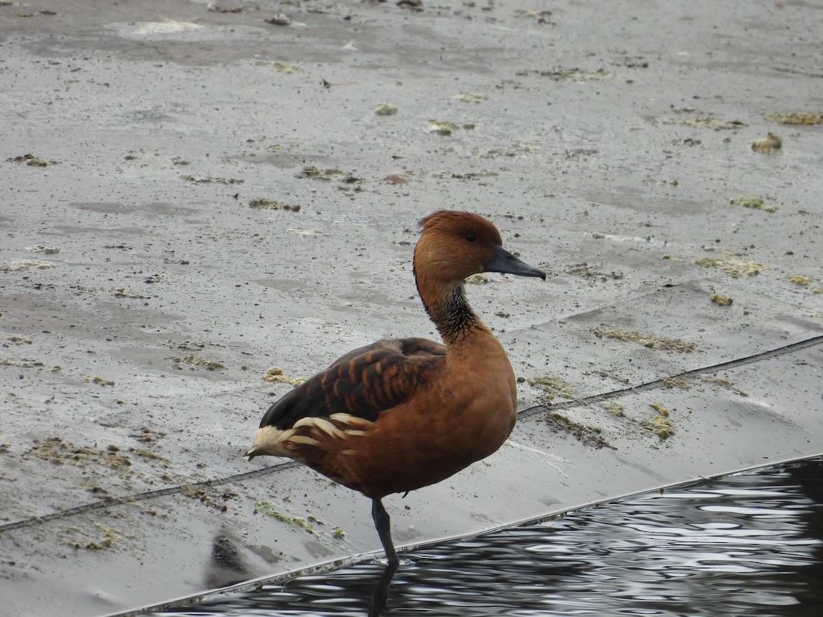 Fulvous Whistling-Duck - ML613773556