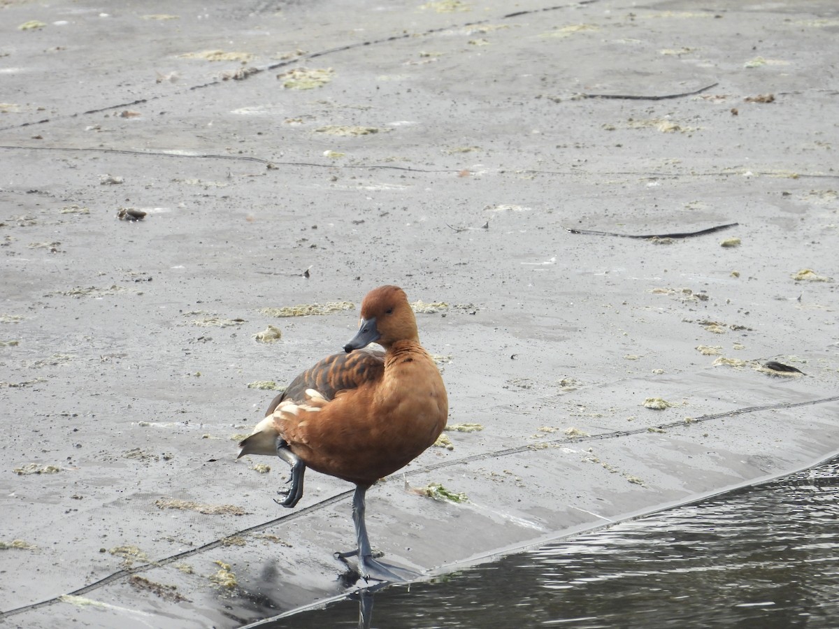 Fulvous Whistling-Duck - ML613773557