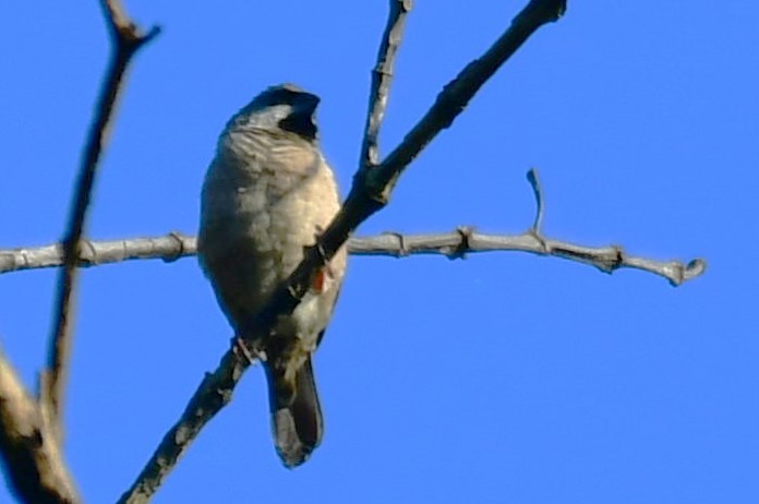 Red-tailed Vanga - ML613773625