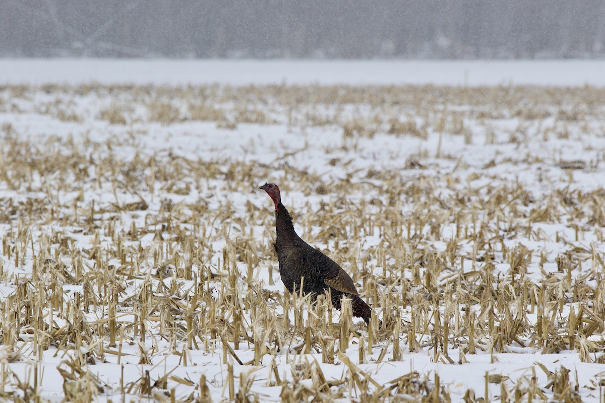 Wild Turkey - ML613773632