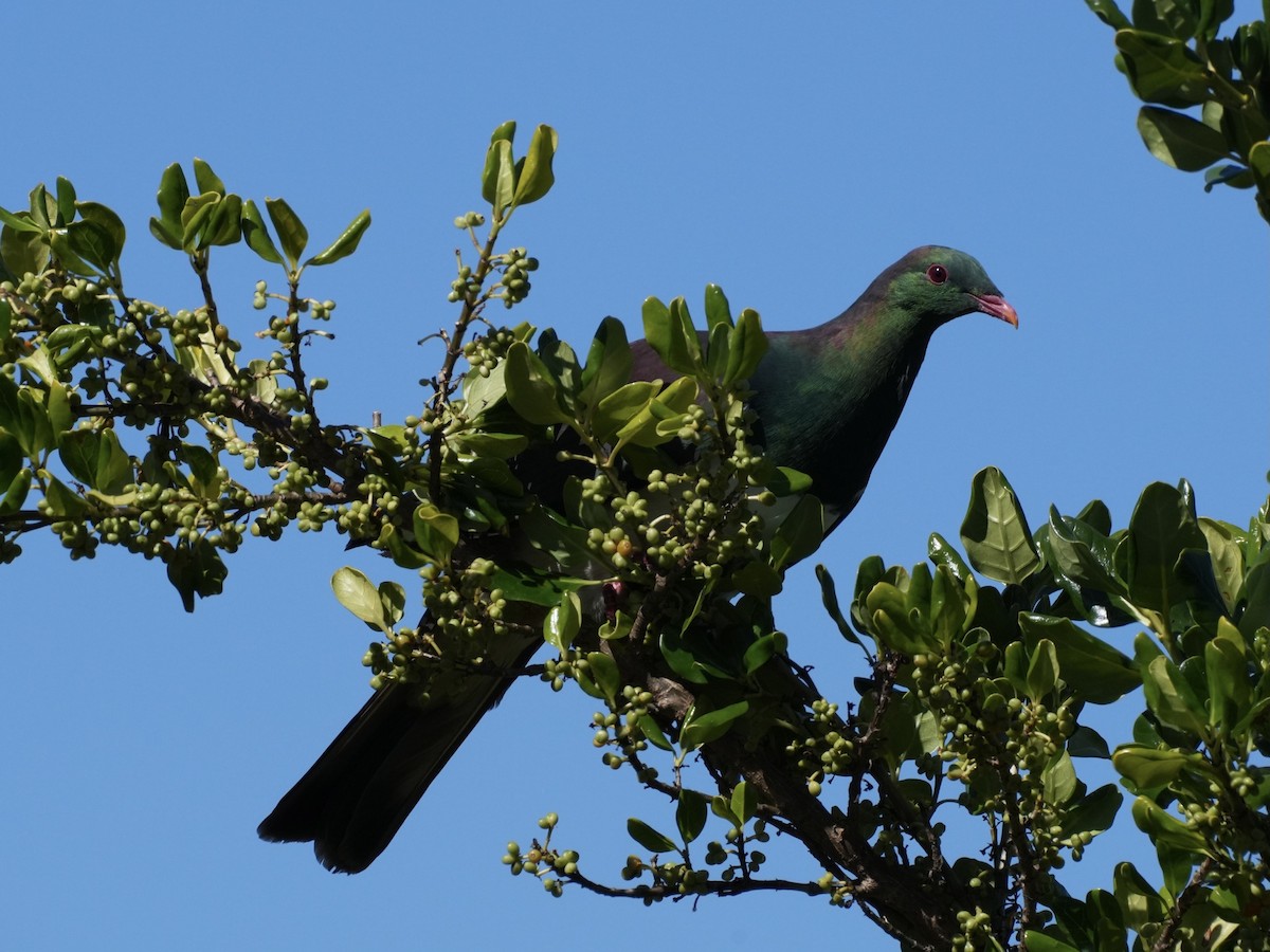 New Zealand Pigeon - ML613773692