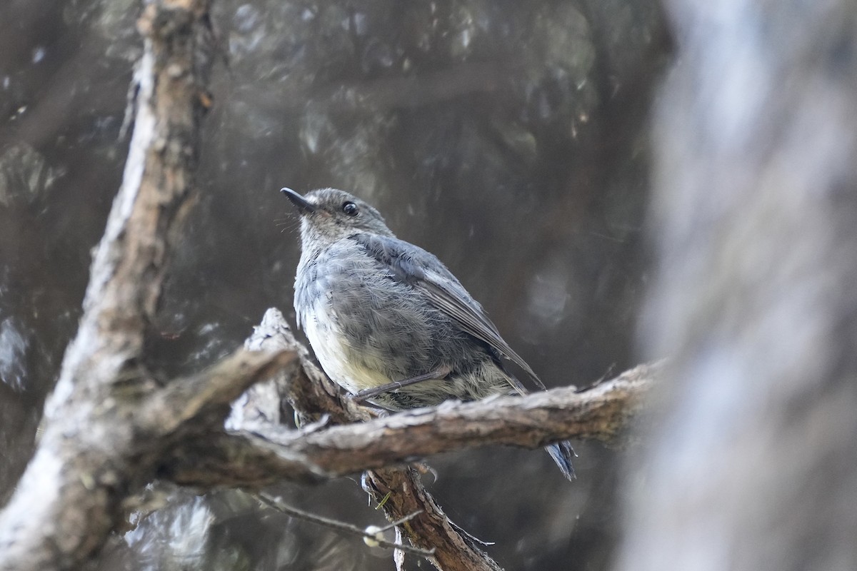 North Island Robin - ML613773702