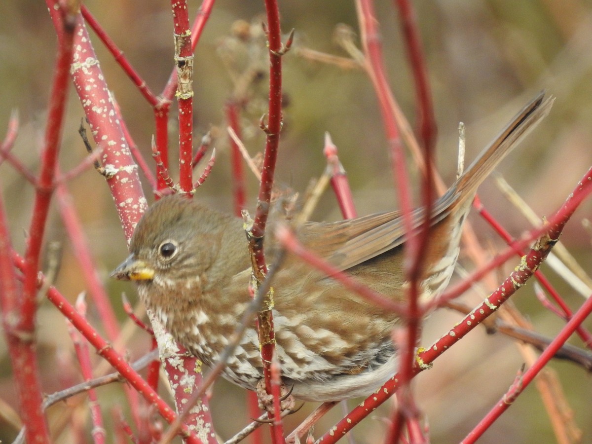 Fox Sparrow - ML613773729