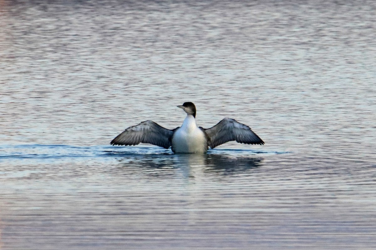 Common Loon - ML613773756