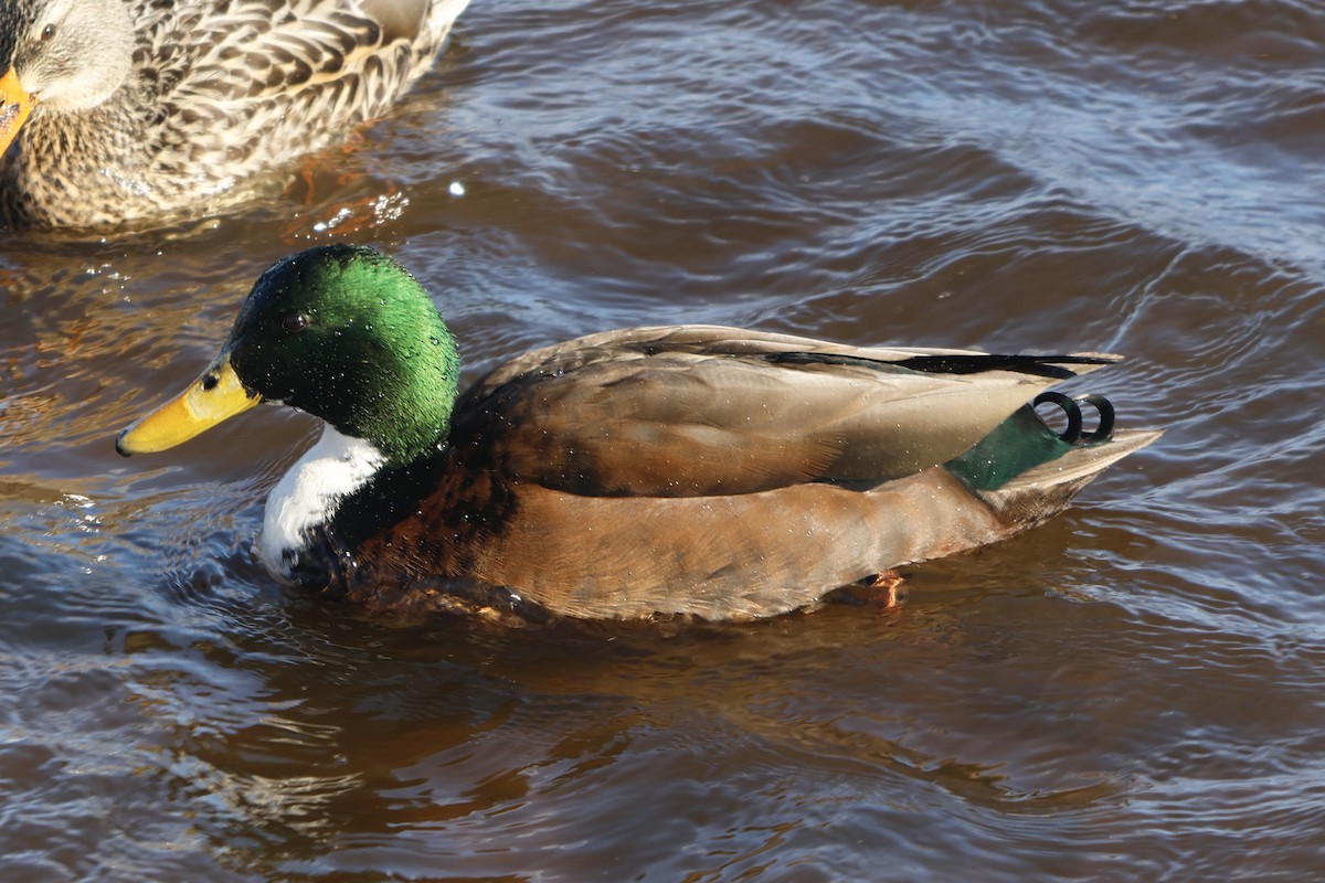 Mallard (Domestic type) - ML613773767