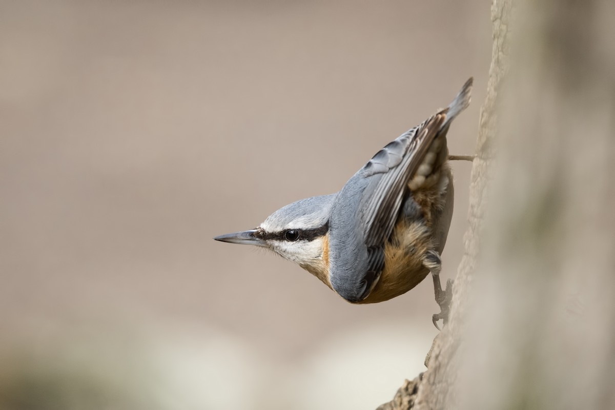 Eurasian Nuthatch - Alper Tüydeş