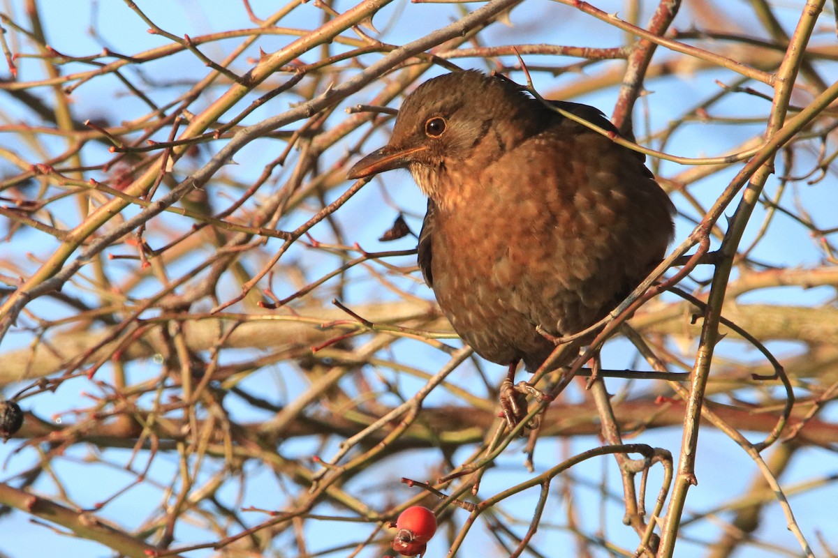 Eurasian Blackbird - ML613773812