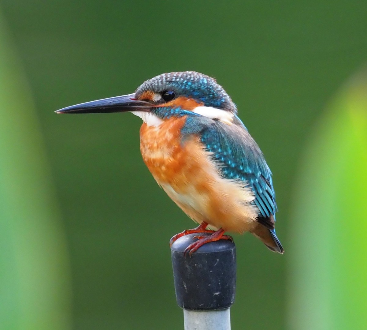 Common Kingfisher - Mark Stevenson
