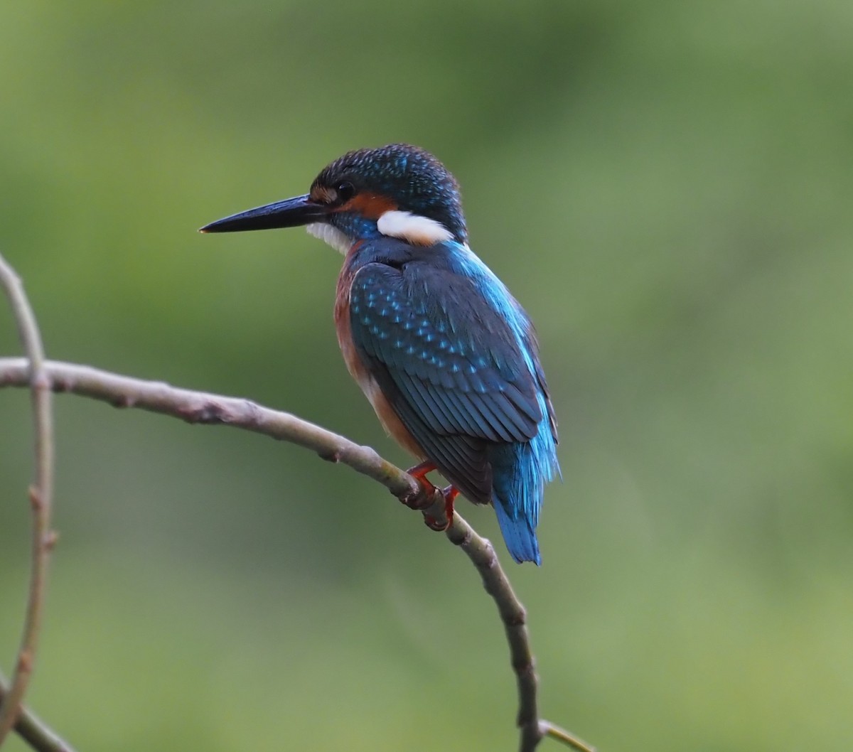 Common Kingfisher - Mark Stevenson