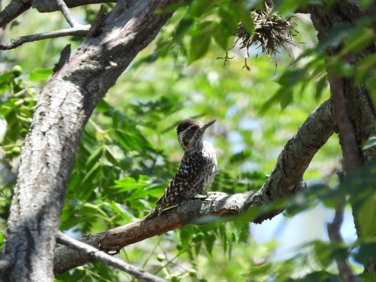 Checkered Woodpecker - ML613773832