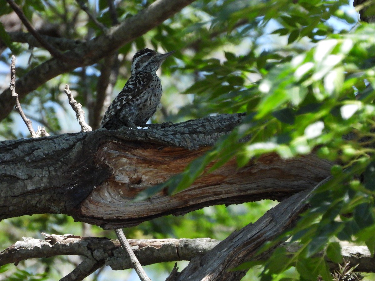 Checkered Woodpecker - ML613773833