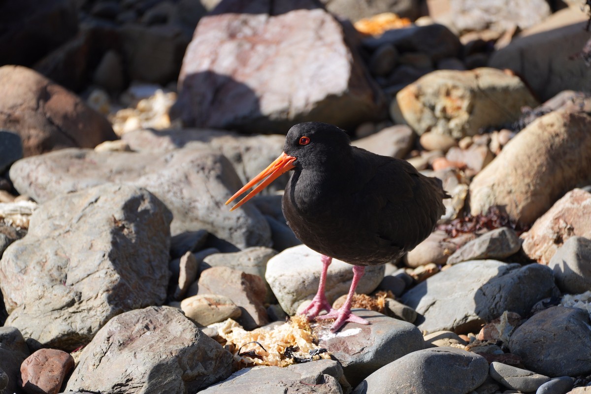 Variable Oystercatcher - Chris Wills