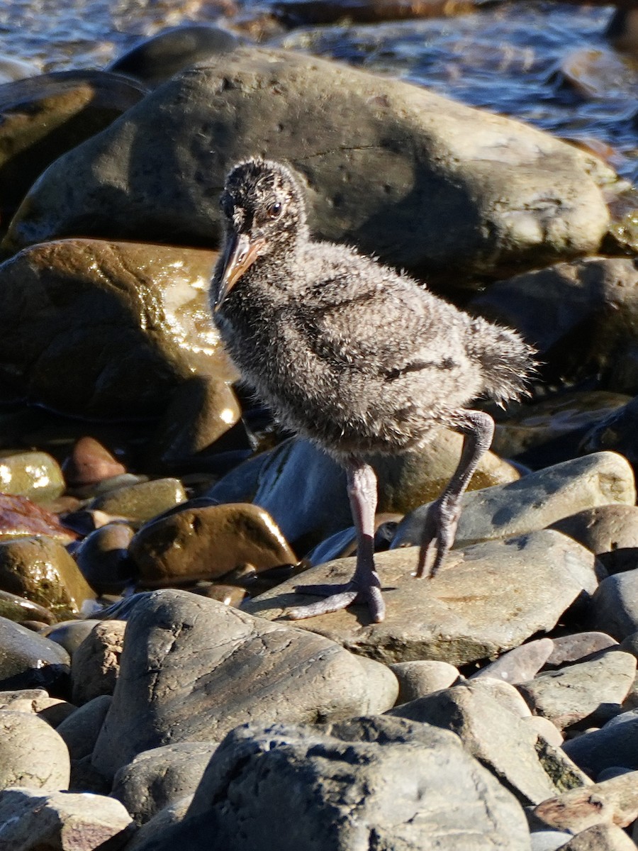 Variable Oystercatcher - Chris Wills