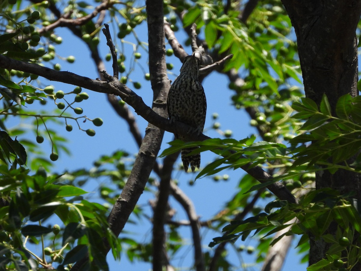 Checkered Woodpecker - ML613773853