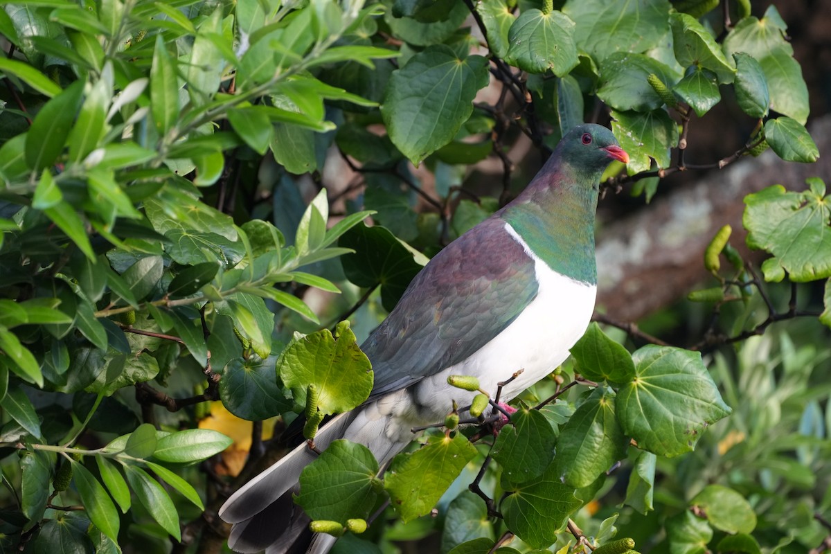 New Zealand Pigeon - ML613773863