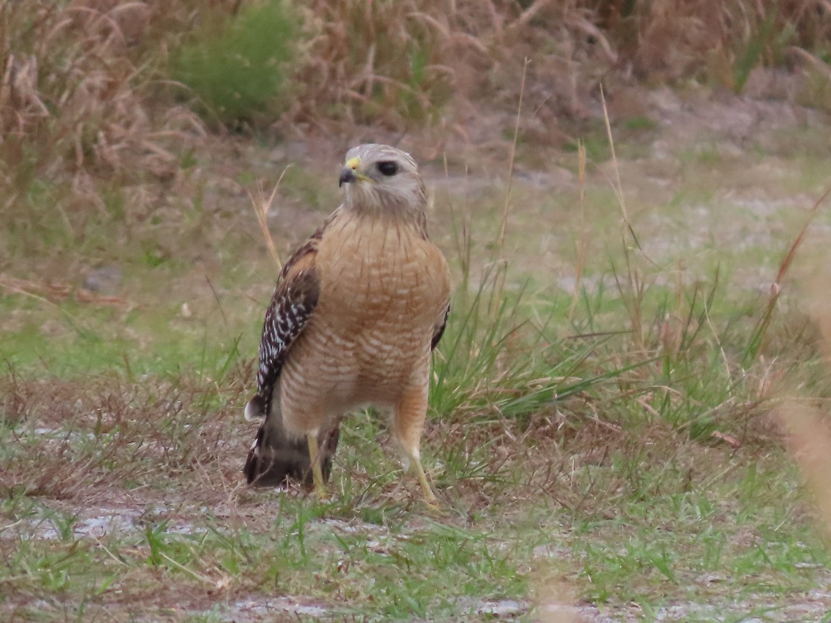 Red-shouldered Hawk - ML613773871