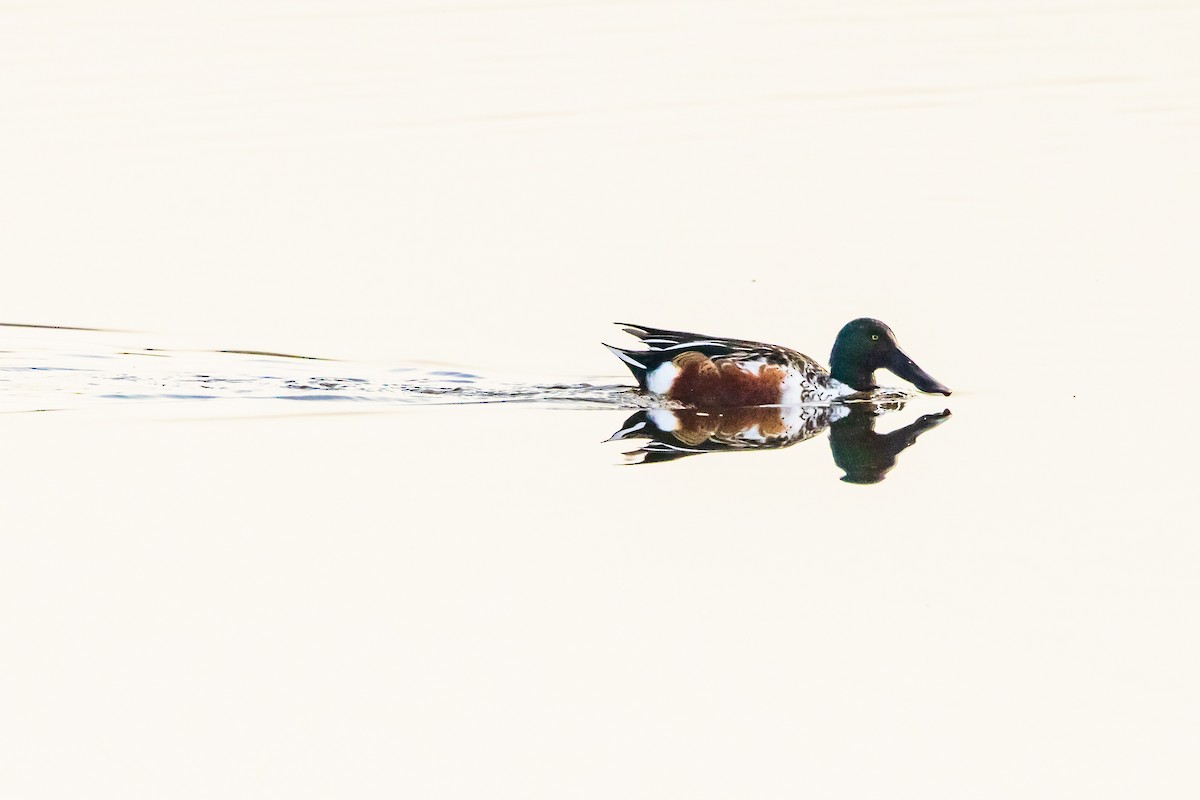 Northern Shoveler - ML613774067