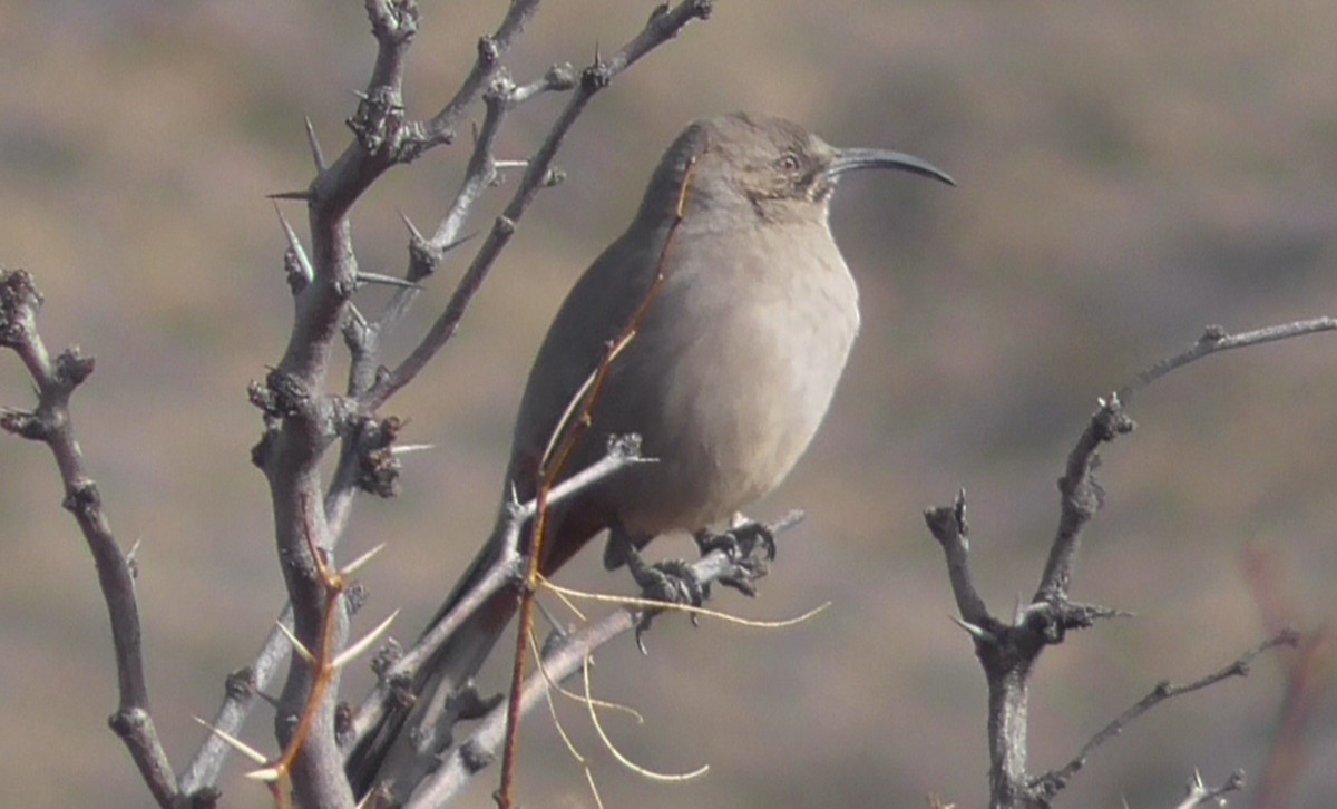 Crissal Thrasher - ML613774093