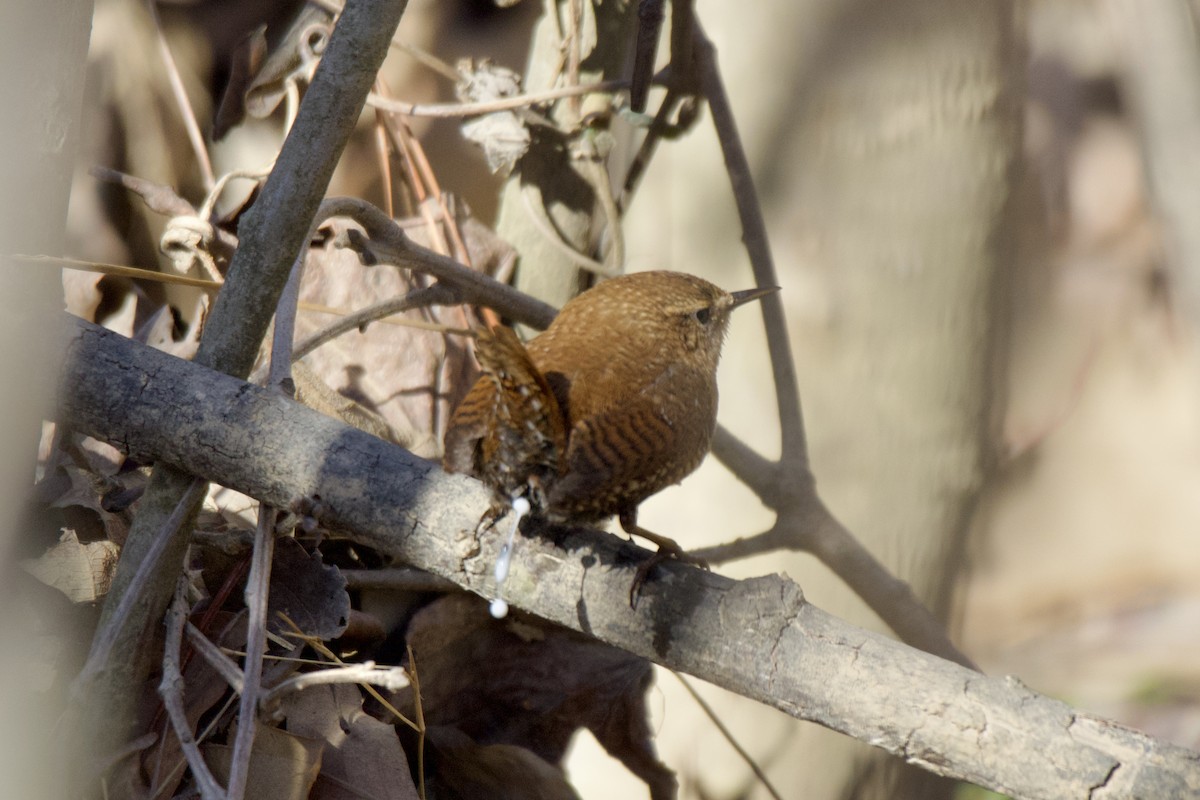 Winter Wren - ML613774223