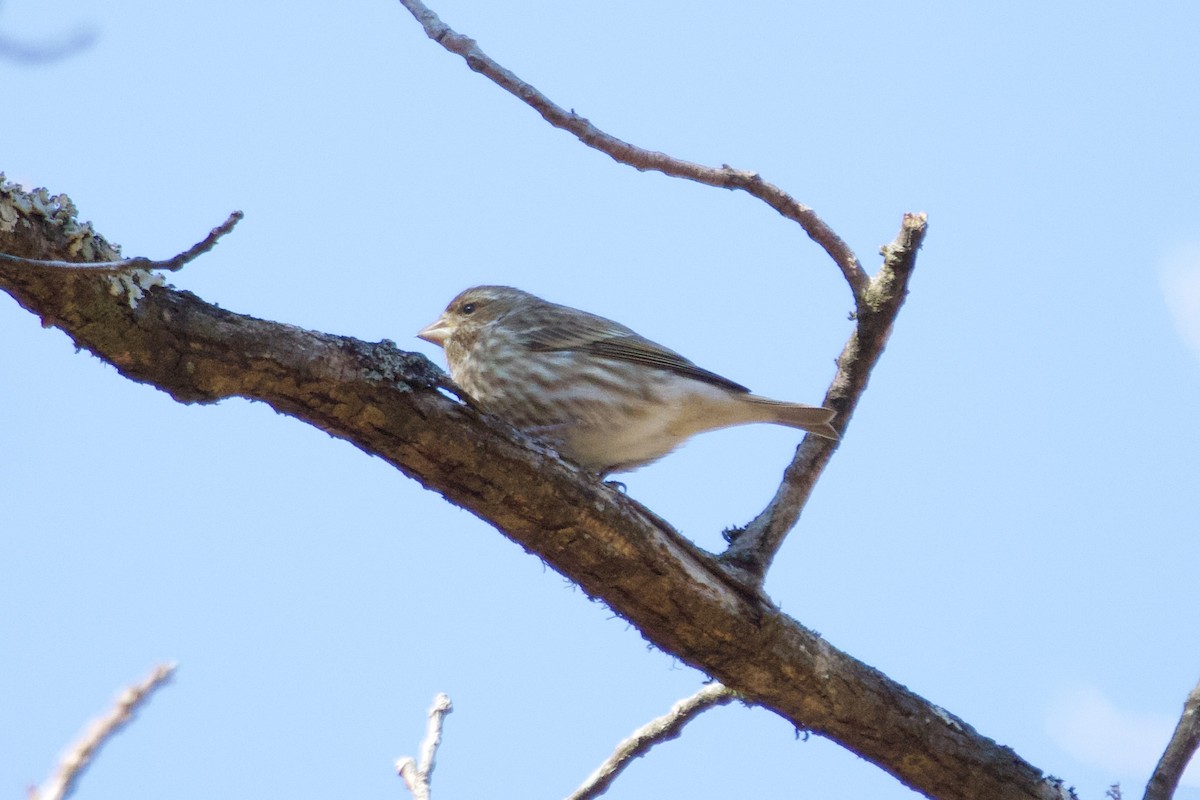 Purple Finch - ML613774243